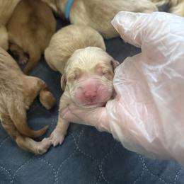 Purple - Light golden female Golden Retriever puppy in Sedalia, Missouri from Bee’s Retrievers