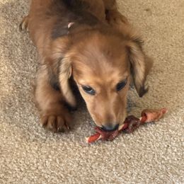 Pink Girl - Cream female Dachshund puppy in Exeter, California from PeacocksDachs