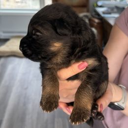 Boy 3 - Black and red German Shepherd puppy in Maple Grove, Minnesota from Von Palmore Hof