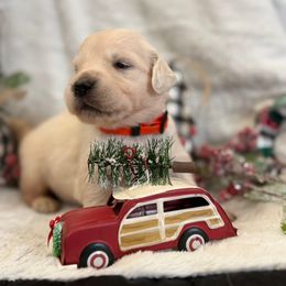 Cashew - Light golden female Golden Retriever puppy in Salt Lake City, Utah from Soaring golden retrievers