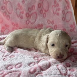 Lilly - Cream female Dachshund puppy in Alexandria, Kentucky from Turner's Bluegrass Wiener's