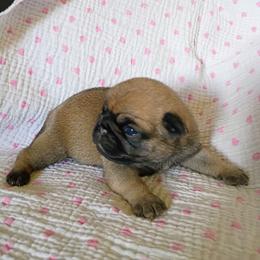 Fawn girl - Fawn female Pug puppy in Fall Creek, Wisconsin from Heartville Pugs