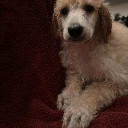 Boy 3 - Apricot male Poodle puppy in Whigham, Georgia from Moonlight Poodles