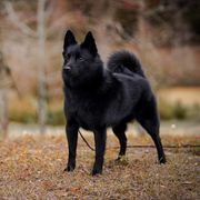 Ducky - Schipperke