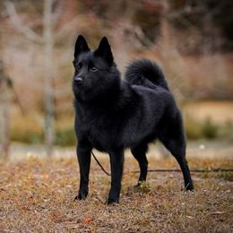Ducky - Schipperke