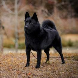 Ducky - Schipperke