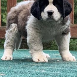 Saint Bernard Puppies from Fletchers Saints