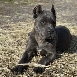 Basset Hounds from Hill Top Basset Hounds & Cane Corso