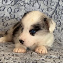 Boy 2 blue  eyes - Blue merle and white male Cardigan Welsh Corgi puppy in Huntington Beach, California from Lucky Puppies
