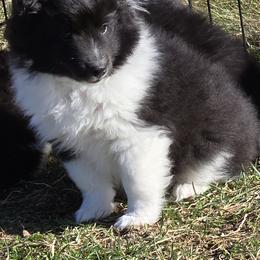 CHASE - Black white and tan male Shetland Sheepdog puppy in Luray, Missouri from Krayola Shelties