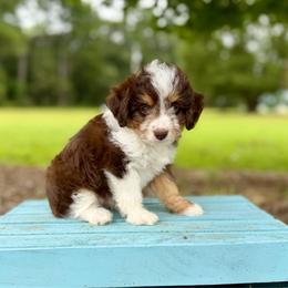 Florence - Brown and white female Aussiedoodle puppy in Dunn, North Carolina from Sandy Creek Kennels