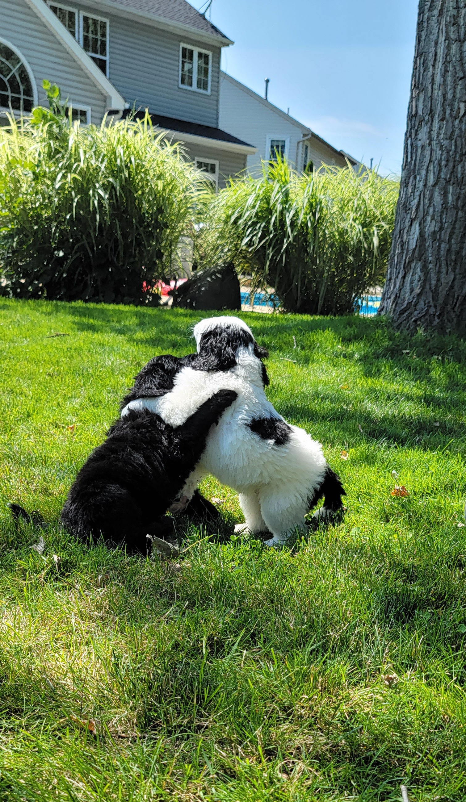 Assorted Doodle Crosses Puppies from Newfiedoodles of WNY