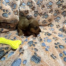 SHG4 - Red female Dachshund puppy in Augusta, Georgia from Blackberry Creek Mini Farm