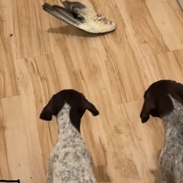 Livi - White and liver female German Shorthaired Pointer puppy in Ulen, Minnesota from North Wind Gundogs