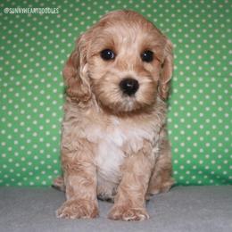 Tide - Apricot male Australian Labradoodle puppy in Hackettstown, New Jersey from Sunny Heart Doodles
