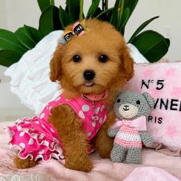 DOTTIE - Apricot female Maltipoo puppy in Sugar Land, Texas from Celebrity Maltipoos
