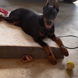 Doberman Pinscher and Labrador Retriever Puppies from Mississippi K9 Kennel