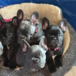 French Bulldog Puppies from Couture’s Frenchies