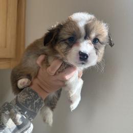 Onix - White and red male Pembroke Welsh Corgi puppy in Red Bluff, California from Wilder Ranch Corgis