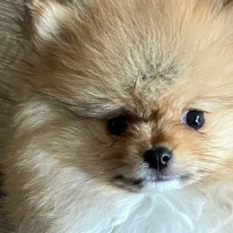 Maki - Pomeranian