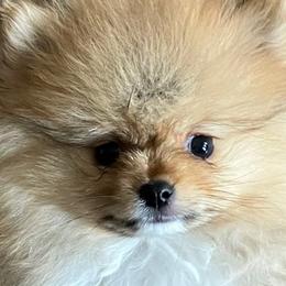 Maki - Pomeranian