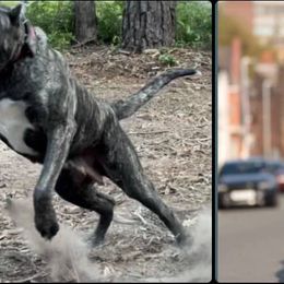 Perro de Presa Canario puppies from Space City Presas