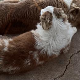 Ruby Ann - Australian Shepherd