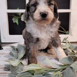 Aussiedoodle and Goldendoodle Puppies from Hunting Creek Kennels