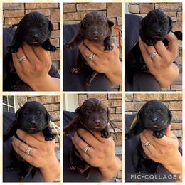 Purple Collar Female - Black female Labrador Retriever puppy in Kissimmee, Florida from SunState Labs