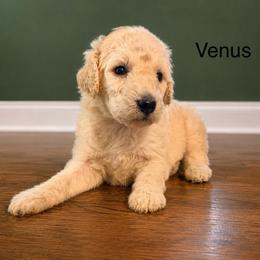 Venus - Cream female Poodle puppy in Greenwich, New York from MizzElle’s Standard Poodles