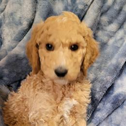 Stuart, lt blue - Cream male Goldendoodle puppy in Blountsville, Alabama from Southern Charm Goldendoodles