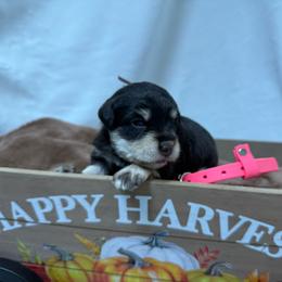Liver tan pink collar - Liver female Miniature Schnauzer puppy in Teton County, Montana from East Front Labradors & Treasure State Schnauzers