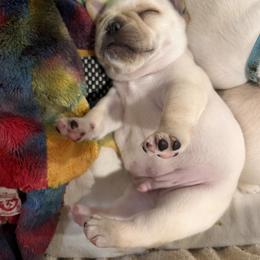 French Bulldog Puppies from Peche Mignon French Bulldogs