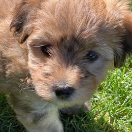 Morkies from Linda Sherman
