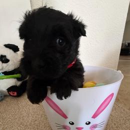 Biscuit - Black female Scottish Terrier puppy in Albuquerque, New Mexico from Johnson's Highland Terriers