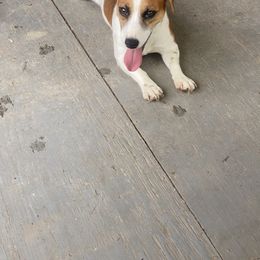Browning - Jack Russell Terrier
