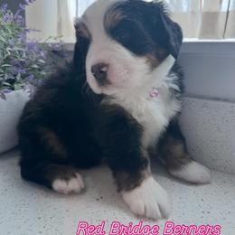 Bernese Mountain Dog Puppies from Red Bridge Berners