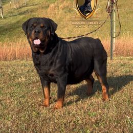 Athena - Rottweiler