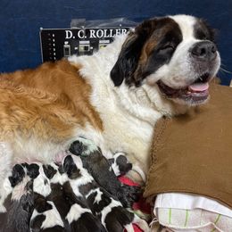Saint Bernard Puppies from Minnie's Majestic Saints