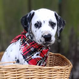 Bear - White and black Dalmatian puppy in Jacksonville, Florida from Sunrise Dalmatians 🌄
