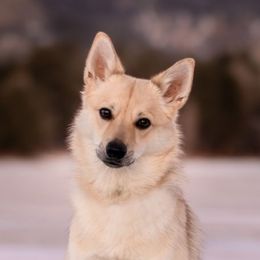 Wham - Norwegian Buhund