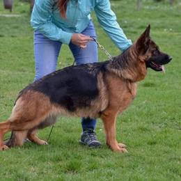 Chia - German Shepherd