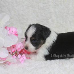 Aussiedoodle, Miniature Australian Shepherd, and Toy Australian Shepherd Puppies from Sapphire Stables