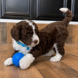 Puppy 6 - Brown and white male Aussiedoodle puppy in Albertville, Alabama from Home Sweet Home Doodles LLC
