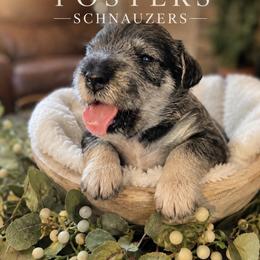 Boy 2 - Salt and pepper male Miniature Schnauzer puppy in Kersey, Colorado from Fosters Schnauzers