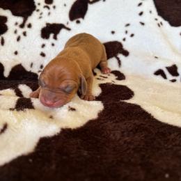 Hazel - Red female Dachshund puppy in Opelika, Alabama from Dachshund Darlins
