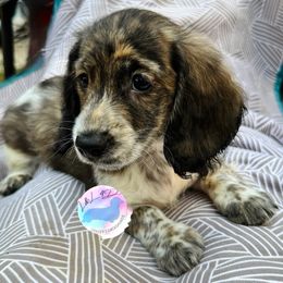 Boy 1 - Brindle male Dachshund puppy in Houston, Texas from L&L 4D Dancer’s Dachshunds
