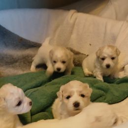 Boy 1 - White and buff male Bichon Frise puppy in Lecanto, Florida from My Beautiful Bichons