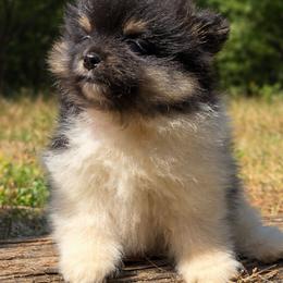 Barron - Black parti male Pomeranian puppy in Comer, Georgia from HillTop Pomeranians ✨
