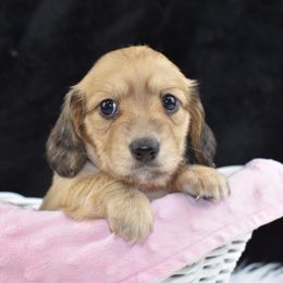 Girl 3 - Cream female Dachshund puppy in Seminary, Mississippi from Down South Mavericks Dachshunds